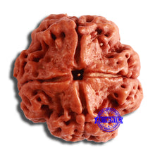 Load image into Gallery viewer, 4 Mukhi Rudraksha from Nepal - Bead No. 333