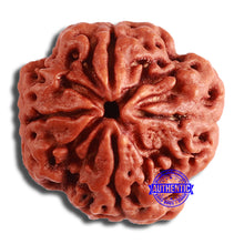 Load image into Gallery viewer, 4 Mukhi Rudraksha from Nepal - Bead No. 337