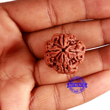 Load image into Gallery viewer, 4 Mukhi Rudraksha from Nepal - Bead No. 337