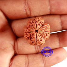 Load image into Gallery viewer, 4 Mukhi Rudraksha from Nepal - Bead No. 340
