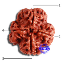 Load image into Gallery viewer, 4 Mukhi Rudraksha from Nepal - Bead No. 342