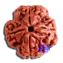 Load image into Gallery viewer, 4 Mukhi Rudraksha from Nepal - Bead No. 342