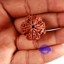 Load image into Gallery viewer, 4 Mukhi Rudraksha from Nepal - Bead No. 342