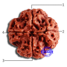 Load image into Gallery viewer, 4 Mukhi Rudraksha from Nepal - Bead No. 343