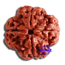 Load image into Gallery viewer, 4 Mukhi Rudraksha from Nepal - Bead No. 343