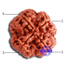 Load image into Gallery viewer, 4 Mukhi Rudraksha from Nepal - Bead No. 344