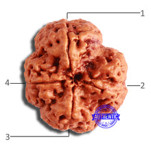 Load image into Gallery viewer, 4 Mukhi Rudraksha from Nepal - Bead No. 345