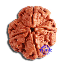 Load image into Gallery viewer, 4 Mukhi Rudraksha from Nepal - Bead No. 345