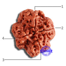 Load image into Gallery viewer, 4 Mukhi Rudraksha from Nepal - Bead No. 346