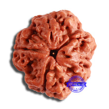 Load image into Gallery viewer, 4 Mukhi Rudraksha from Nepal - Bead No. 346