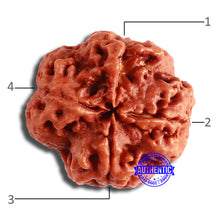 Load image into Gallery viewer, 4 Mukhi Rudraksha from Nepal - Bead No. 347