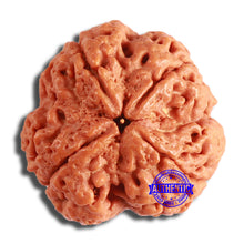 Load image into Gallery viewer, 4 Mukhi Rudraksha from Nepal - Bead No. 348
