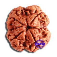 Load image into Gallery viewer, 4 Mukhi Rudraksha from Nepal - Bead No. 350