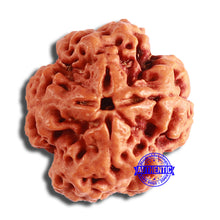 Load image into Gallery viewer, 4 Mukhi Rudraksha from Nepal - Bead No. 352