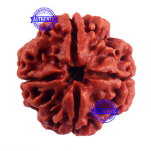 Load image into Gallery viewer, 4 Mukhi Rudraksha from Nepal - Bead No. 43