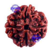 Load image into Gallery viewer, 4 Mukhi Rudraksha from Nepal - Bead No. 54