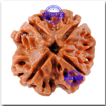 Load image into Gallery viewer, 4 Mukhi Rudraksha from Nepal - Bead No. 69