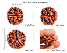 Load image into Gallery viewer, 5 Mukhi Rudraksha from Nepal - Bead No. 35