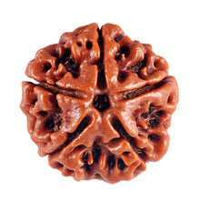 Load image into Gallery viewer, 5 Mukhi Rudraksha from Nepal - Bead No. 35