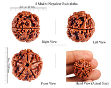 Load image into Gallery viewer, 5 Mukhi Rudraksha from Nepal - Bead No. 39