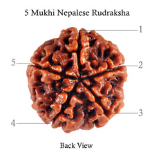 Load image into Gallery viewer, 5 Mukhi Rudraksha from Nepal - Bead No. 39