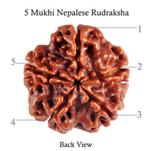 Load image into Gallery viewer, 5 Mukhi Rudraksha from Nepal - Bead No. 40