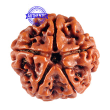Load image into Gallery viewer, 5 Mukhi Rudraksha from Nepal - Bead No. 41