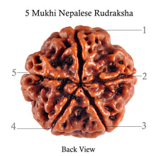 Load image into Gallery viewer, 5 Mukhi Rudraksha from Nepal - Bead No. 41