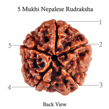 Load image into Gallery viewer, 5 Mukhi Rudraksha from Nepal - Bead No. 45