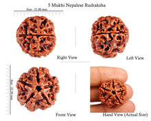 Load image into Gallery viewer, 5 Mukhi Rudraksha from Nepal - Bead No. 47