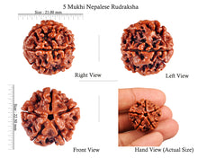 Load image into Gallery viewer, 5 Mukhi Rudraksha from Nepal - Bead No. 48