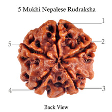 Load image into Gallery viewer, 5 Mukhi Rudraksha from Nepal - Bead No. 50