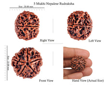 Load image into Gallery viewer, 5 Mukhi Rudraksha from Nepal - Bead No. 52