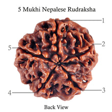Load image into Gallery viewer, 5 Mukhi Rudraksha from Nepal - Bead No. 52