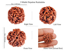 Load image into Gallery viewer, 5 Mukhi Rudraksha from Nepal - Bead No. 57