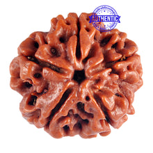 Load image into Gallery viewer, 5 Mukhi Rudraksha from Nepal - Bead No. 57