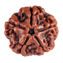 Load image into Gallery viewer, 5 Mukhi Rudraksha from Nepal - Bead No. 58