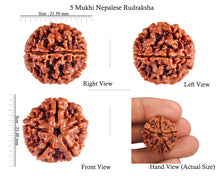 Load image into Gallery viewer, 5 Mukhi Rudraksha from Nepal - Bead No. 60
