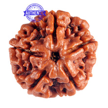 Load image into Gallery viewer, 5 Mukhi Rudraksha from Nepal - Bead No. 60