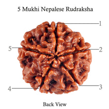 Load image into Gallery viewer, 5 Mukhi Rudraksha from Nepal - Bead No. 60