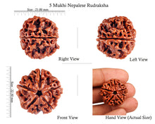 Load image into Gallery viewer, 5 Mukhi Rudraksha from Nepal - Bead No. 63