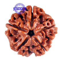 Load image into Gallery viewer, 5 Mukhi Rudraksha from Nepal - Bead No. 63