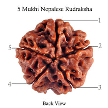 Load image into Gallery viewer, 5 Mukhi Rudraksha from Nepal - Bead No. 63