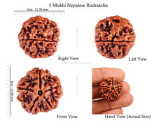 Load image into Gallery viewer, 5 Mukhi Rudraksha from Nepal - Bead No. 64