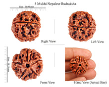 Load image into Gallery viewer, 5 Mukhi Rudraksha from Nepal - Bead No. 66