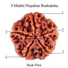 Load image into Gallery viewer, 5 Mukhi Rudraksha from Nepal - Bead No. 67