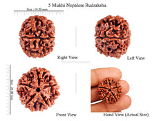 Load image into Gallery viewer, 5 Mukhi Rudraksha from Nepal - Bead No. 68