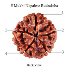 Load image into Gallery viewer, 5 Mukhi Rudraksha from Nepal - Bead No. 68