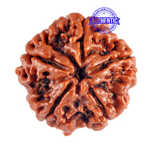 Load image into Gallery viewer, 5 Mukhi Rudraksha from Nepal - Bead No. 70