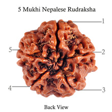 Load image into Gallery viewer, 5 Mukhi Rudraksha from Nepal - Bead No. 70